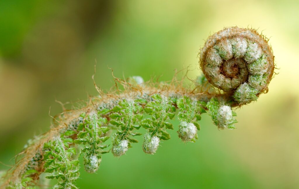 fern, green, plant-2332262.jpg