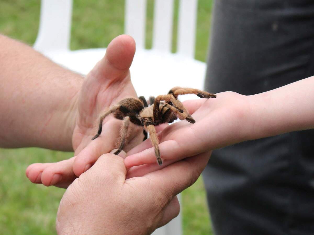 spider, pet, arachnid-710855.jpg